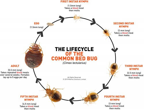 Life Cycle of Bed Bug